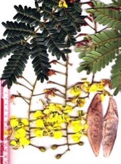 Peltophorum dasyrhachis Peltophorum, Soga